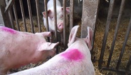 Principles of Pig Production Series: Breeding